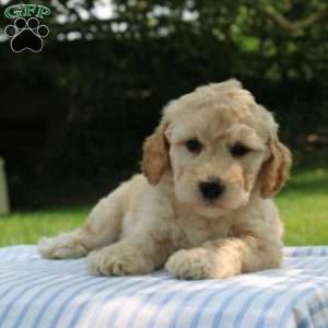 Christopher, Mini Goldendoodle Puppy